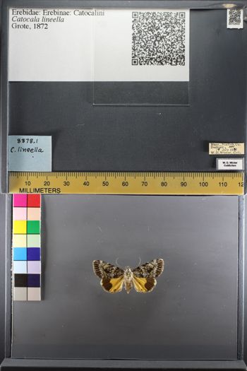 Media type: image;   Entomology 753932